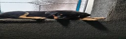 Mixed Breed dogs for sale: Rottweiler x collie pups - Advert 4