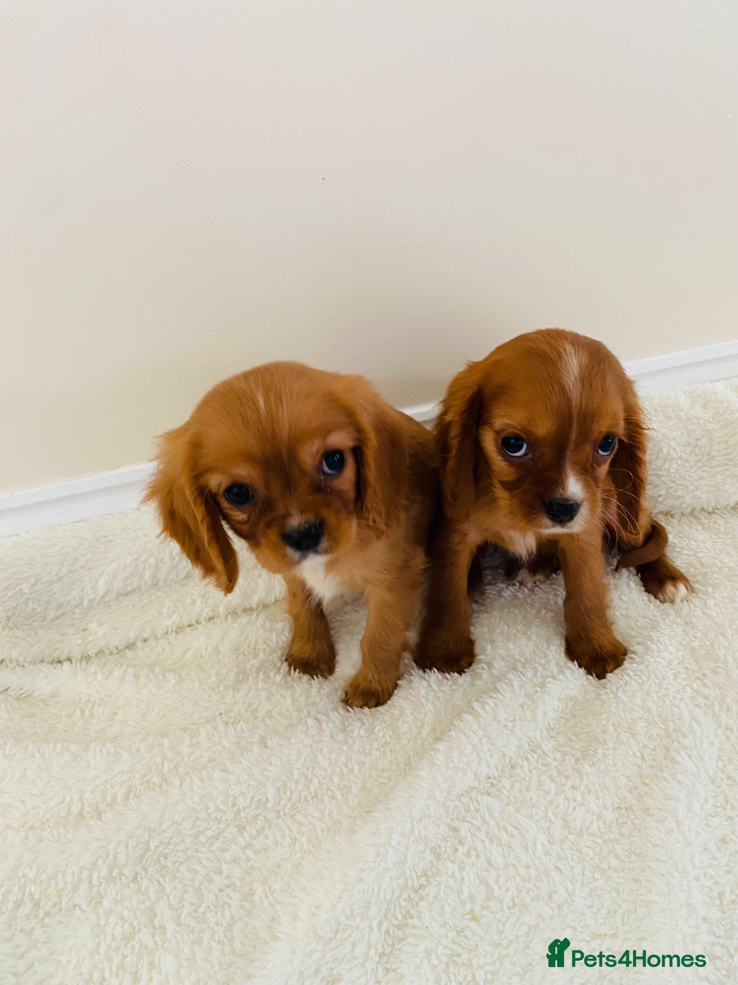 Cockalier dogs Cockalier puppy’s  - Advert 1