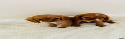 Cockalier dogs for sale: Cockalier puppy’s  - Advert 1