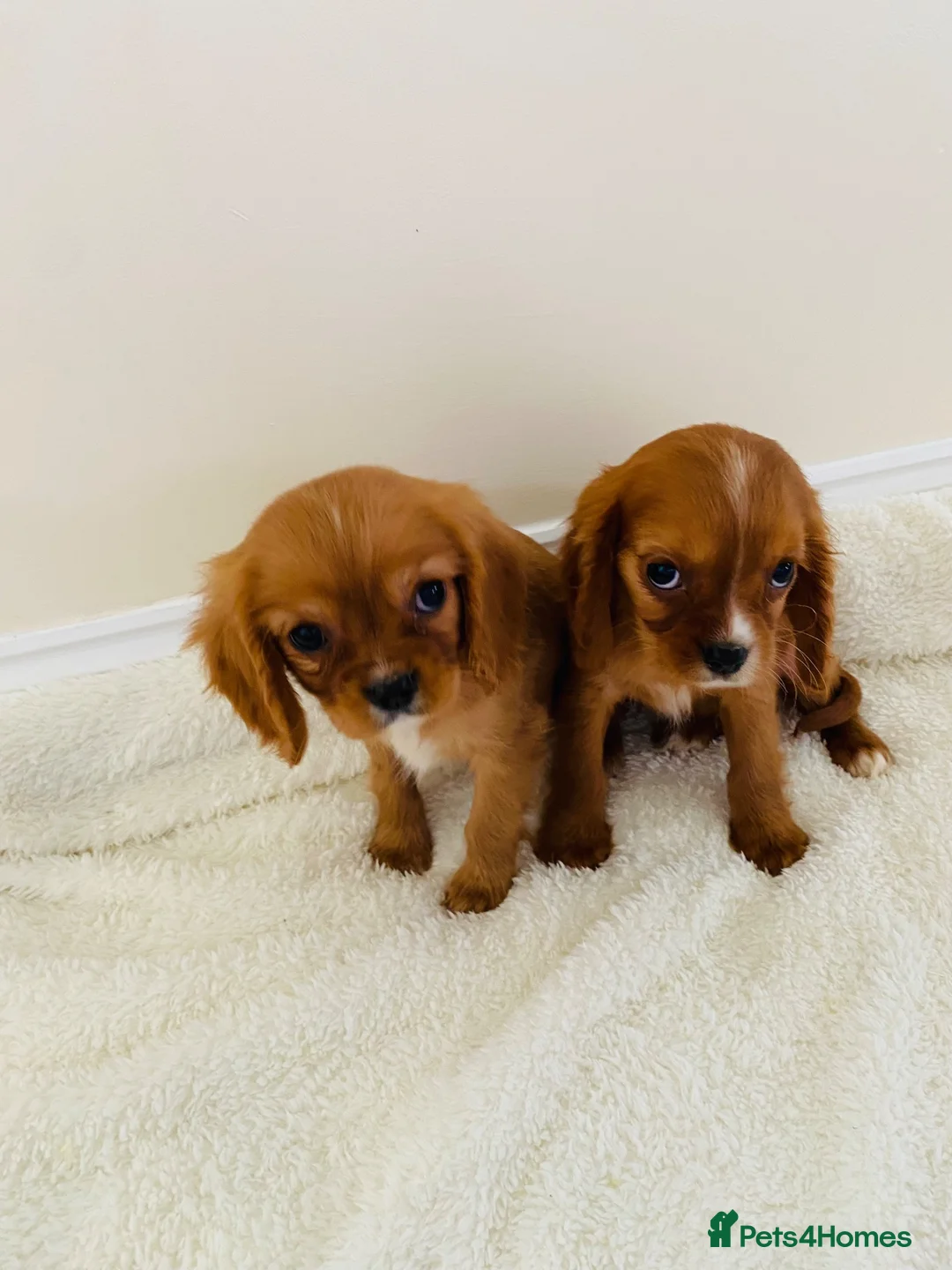 Cockalier dogs for sale: Cockalier puppy’s  - Advert 1