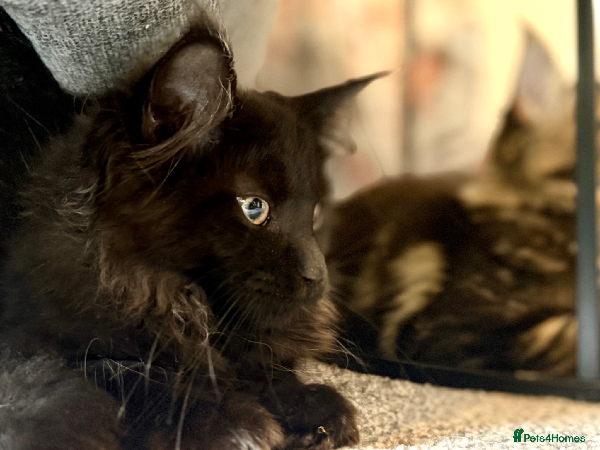 Maine Coon cats Purebred Maine Coon Kittens. Black Smoke,Tabby - Advert 2