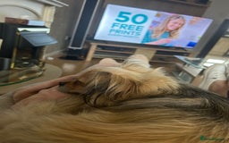 Pekingese dogs for adoption: 💖🐶 ROSA 🐶💖 - Image 18