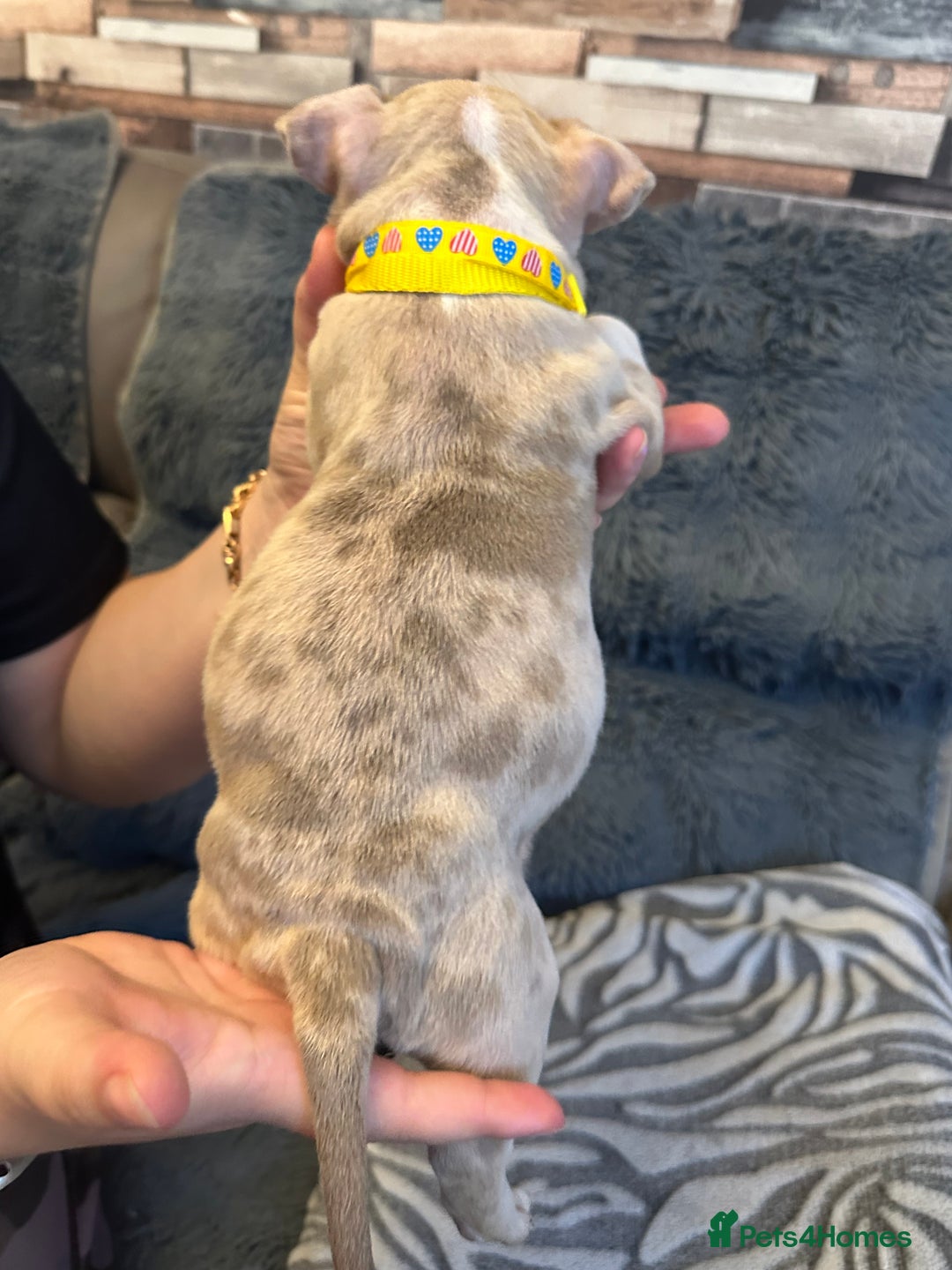 American Bully dogs for sale: 🐾 ABKC Registered Micro/Pocket Bully Puppies! 🐾 - Image 4