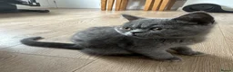 British Shorthair cats for sale: LAST PUREBRED BSH BOY  - Advert 1