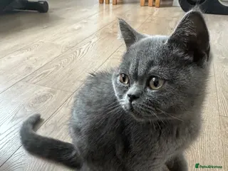 British Shorthair cats LAST PUREBRED BSH BOY - Advert 2