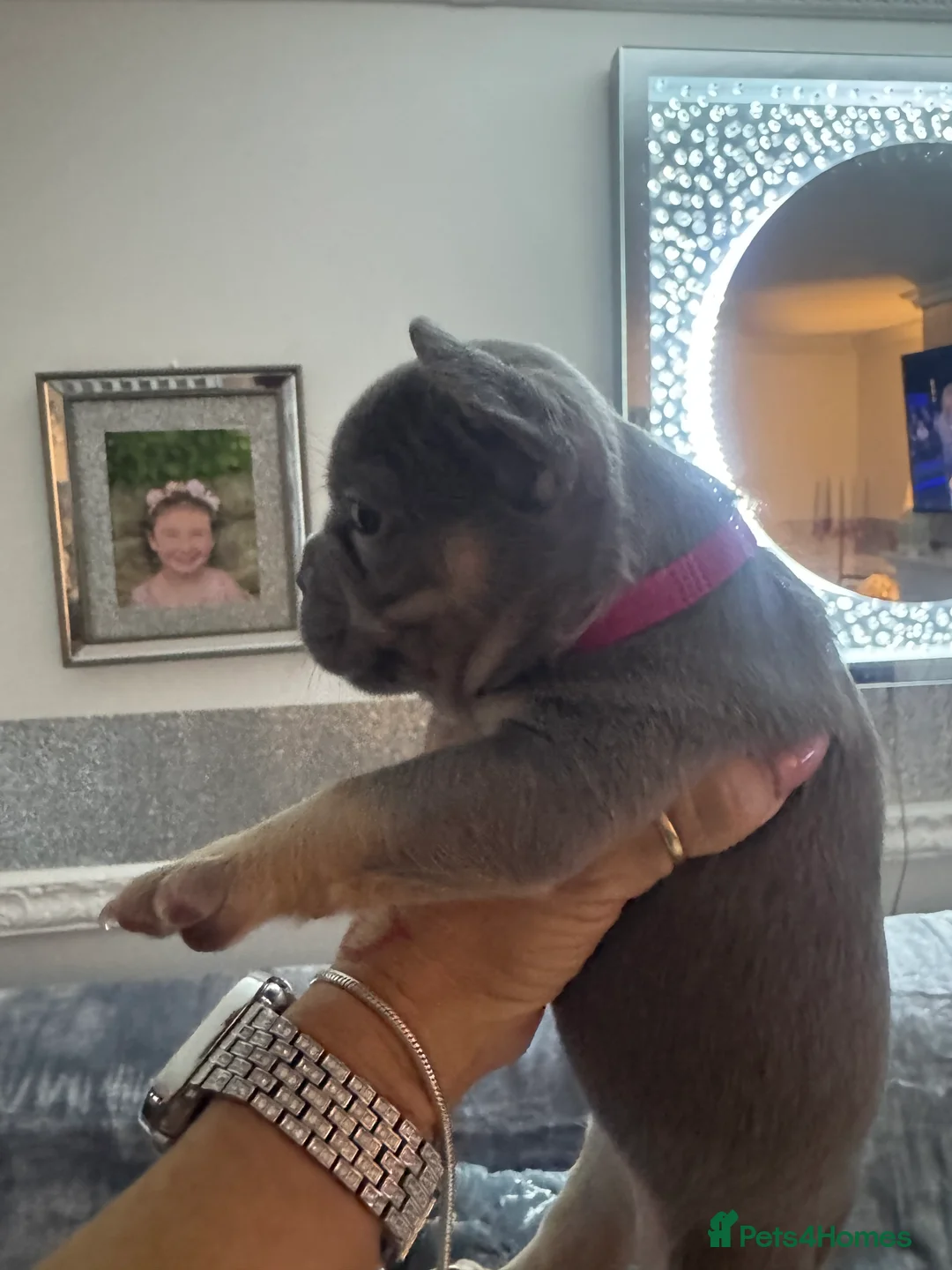 French Bulldog dogs for sale: Out standing french bulldogs merles carry fluffy - Advert 4