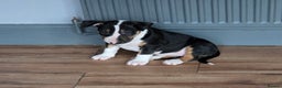 English Bull Terrier dogs for sale: Beautiful Betty  - Advert 6