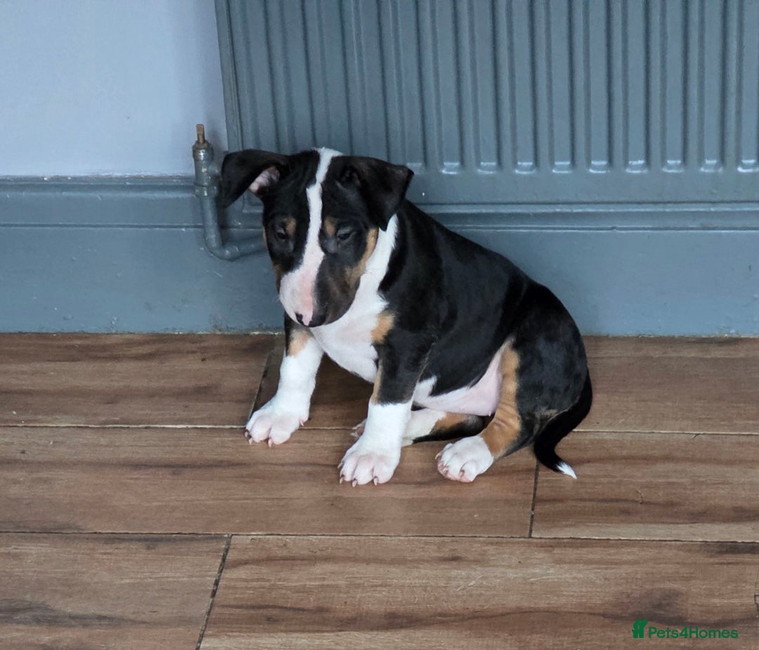 English Bull Terrier dogs for sale: Beautiful Betty  - Advert 6
