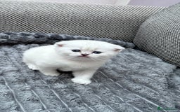 British Shorthair cats for sale: Kitty  - Image 7