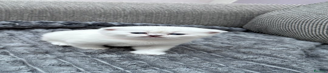 British Shorthair Kitten 6