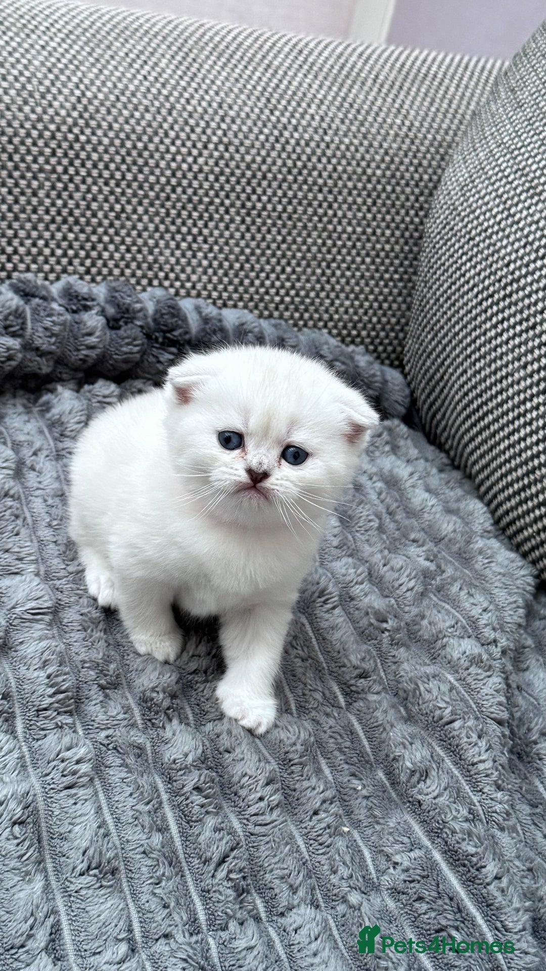 British Shorthair cats for sale: Kitty  - Image 7