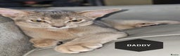 Abyssinian cats for sale: TICA-registered Abyssinian kittens - Advert 7