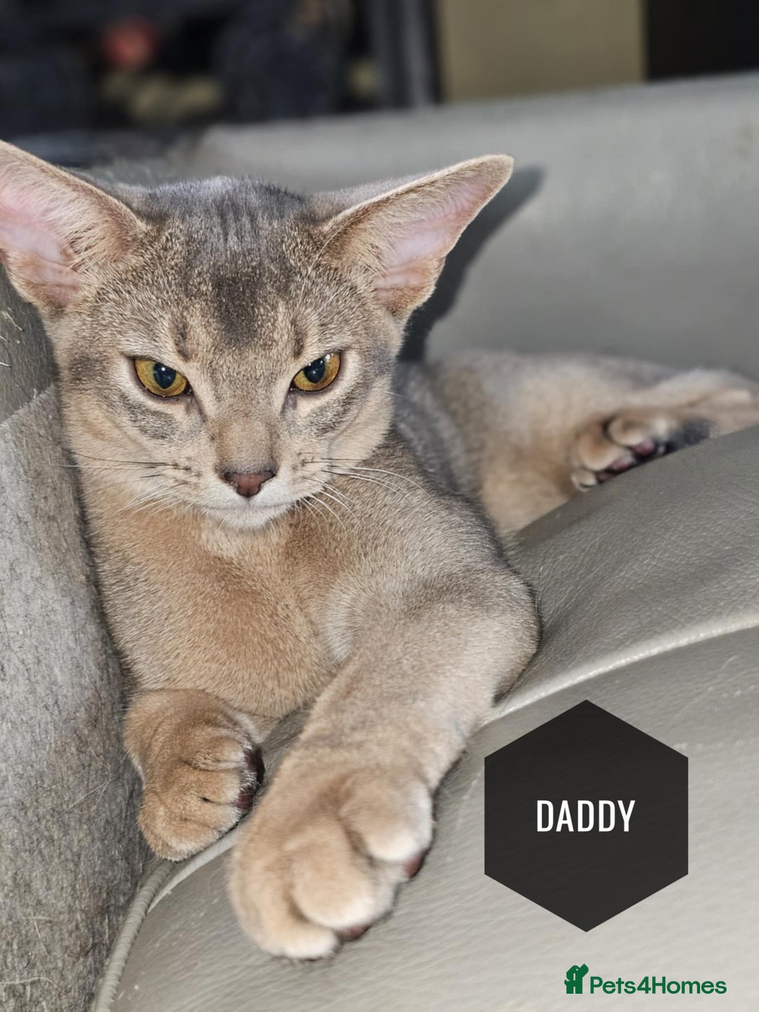 Abyssinian cats for sale: TICA-registered Abyssinian kittens - Advert 7