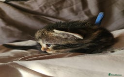 Russian Blue cats for sale: Mix Russian Blue and Maine Coon - Image 14