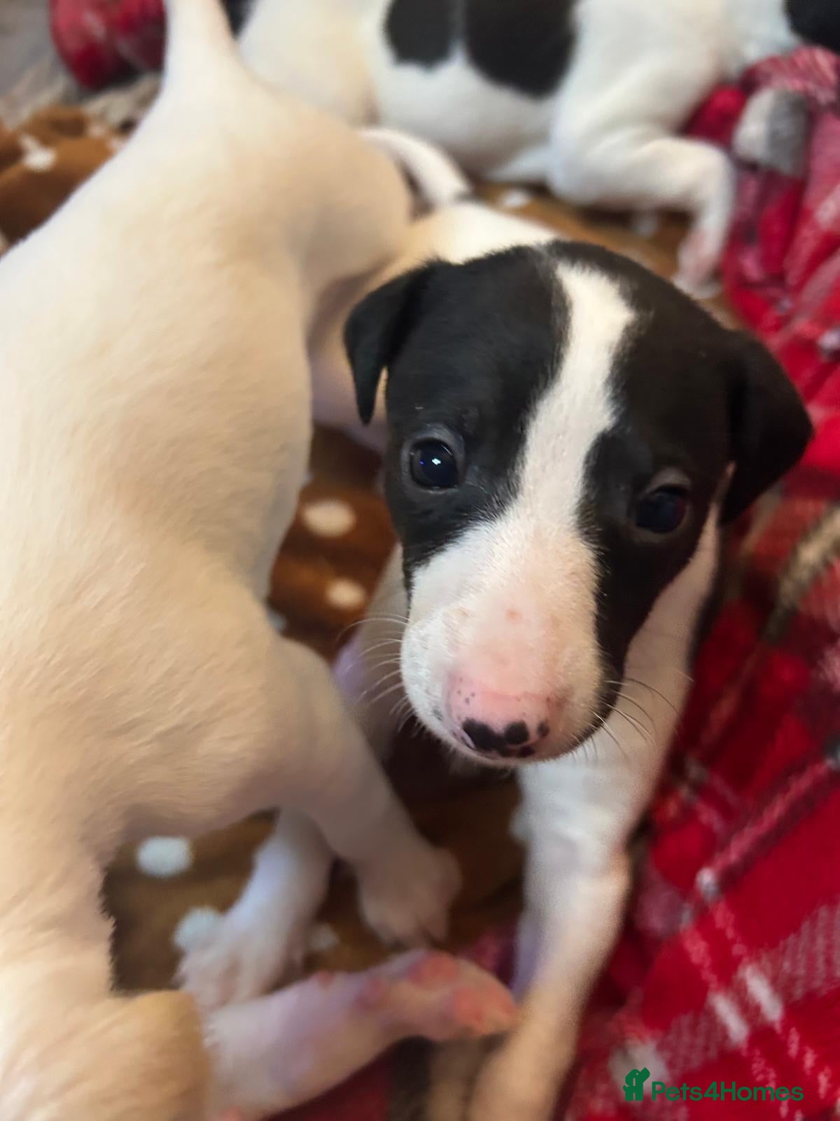 Whippet dogs Beautiful KC registered whippet puppies  - Advert 1