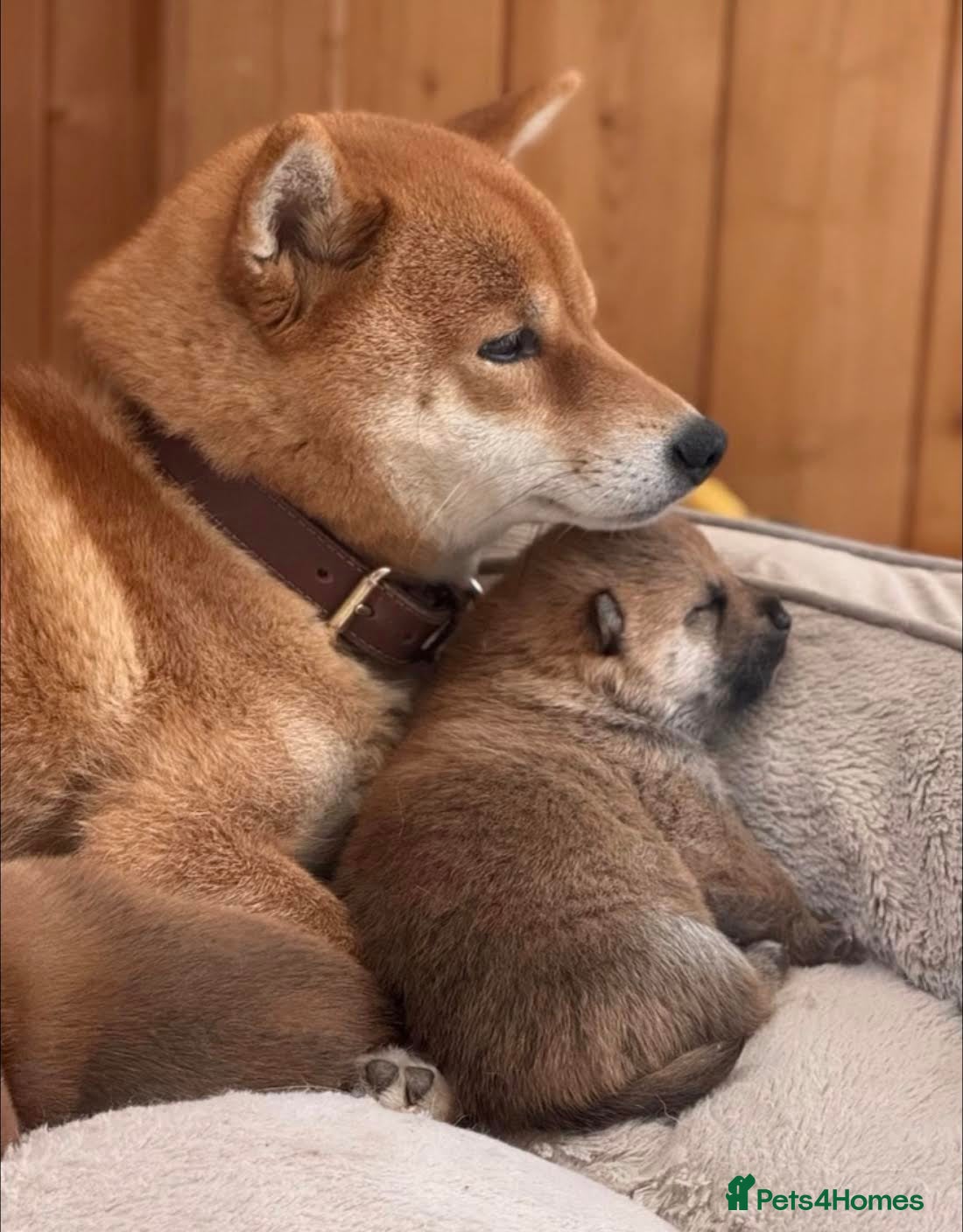 Japanese Shiba Inu dogs Clear DNA red Shiba Inu puppy champion parents - Advert 11
