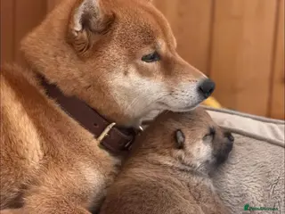 Japanese Shiba Inu dogs Clear DNA red Shiba Inu puppy champion parents - Advert 11