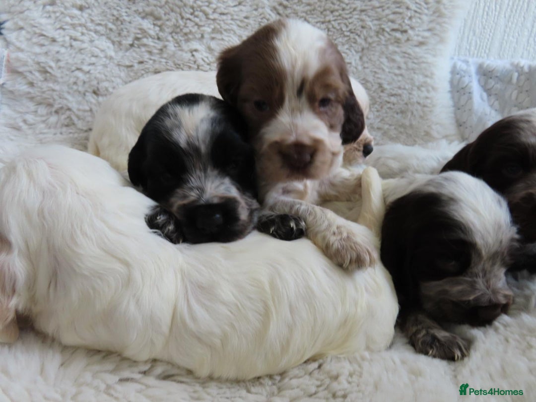 Cocker Spaniel dogs for sale: ❤️‍🔥❤️‍🔥💥Show Type Cocker Spaniel Puppies - Advert 3