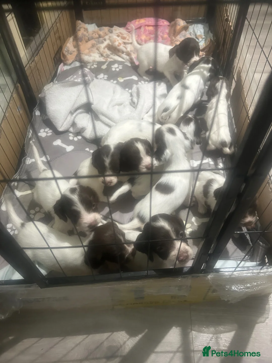English Springer Spaniel dogs for sale: beautiful english springer spaniel puppies in Bootle - Advert 2