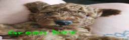Cockapoo dogs for sale: 🐶 Lovable Teddy Bear red Toy Cockapoo Puppies 🐶  - Advert 14