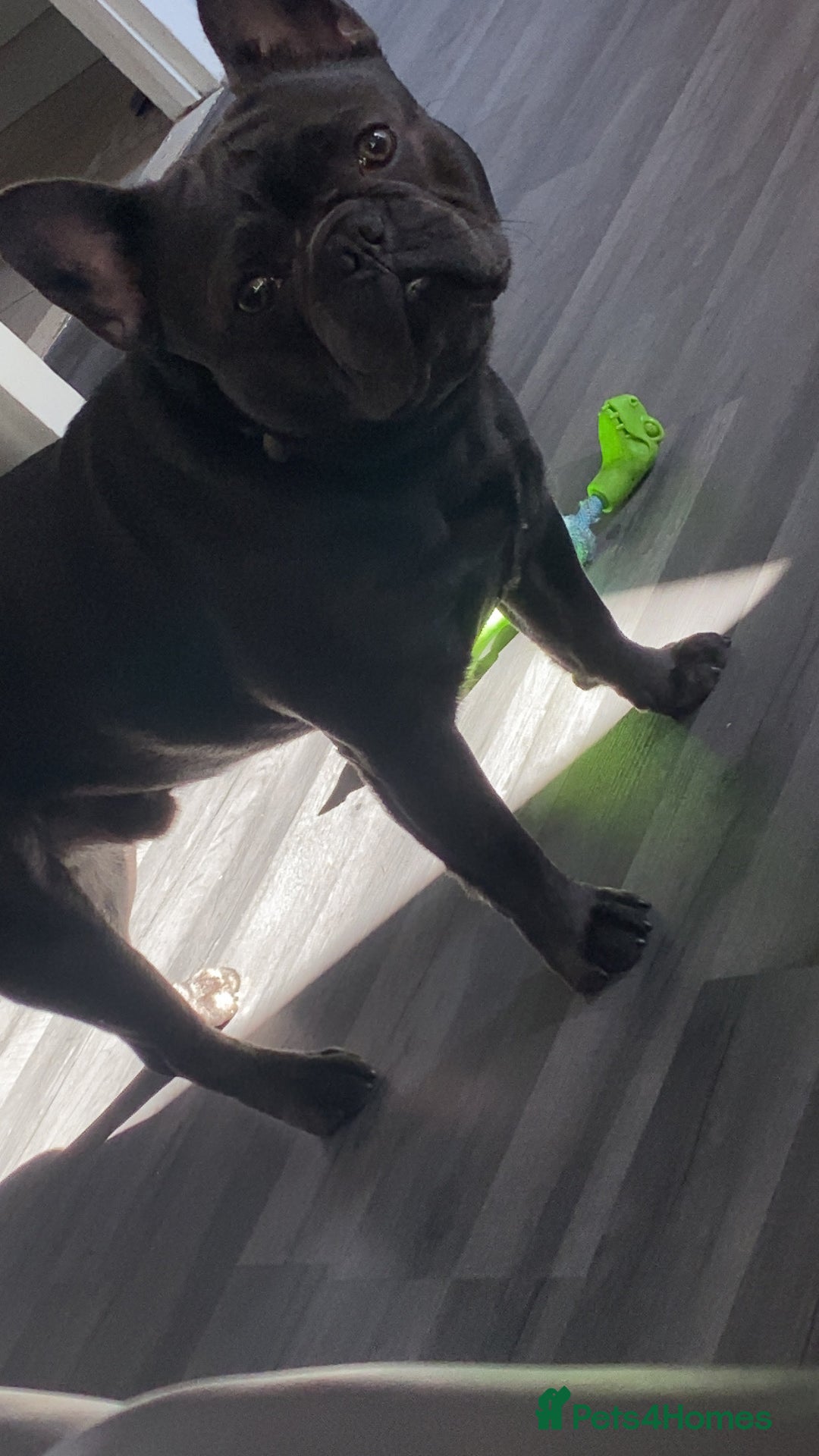French Bulldog dogs for sale: Male French Bulldog for Sale - Image 2