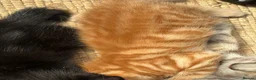 Mixed Breed cats for sale: Available Now - 2 Ginger & 1 Black Kitten - Advert 18