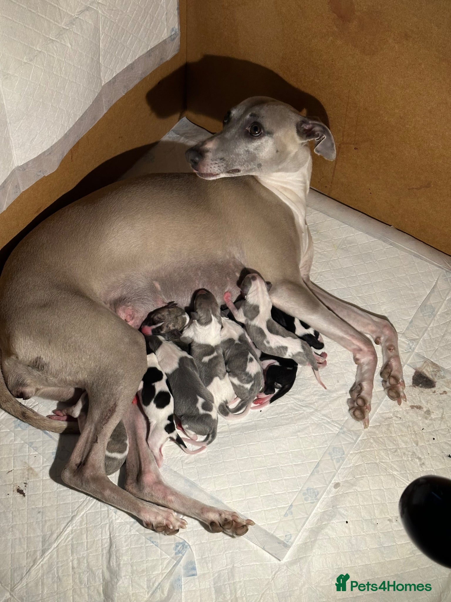 Whippet dogs KC Whippet Puppies Champion Sired Ready June  - Advert 1