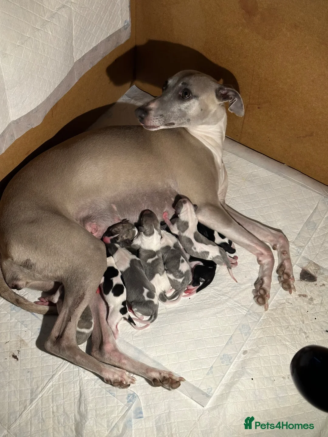 Whippet dogs for sale: KC Whippet Puppies Champion Sired Ready June  - Advert 1