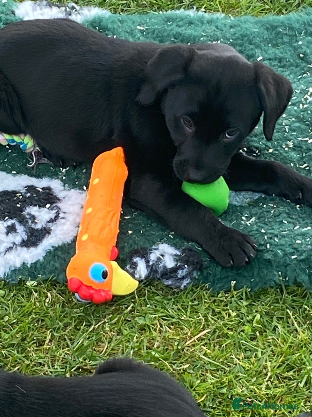 Labrador Retriever dogs for sale: Yellow and black Labrador puppies in Whitchurch - Image 16