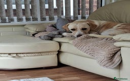 Labrador Retriever dogs for adoption: STORM !  - Image 4