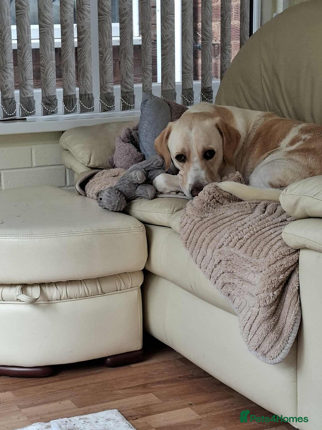 Labrador Retriever dogs for adoption: STORM !  - Image 4