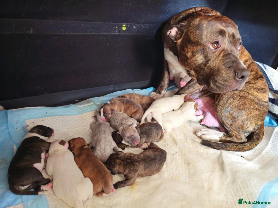 Staffordshire Bull Terrier dogs for sale: Five female small dogs and three male small dogs. - Advert 12