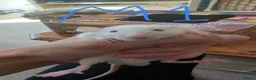 Rat rodents for sale: 10 super tame lovely rats normal and dwarf - Advert 8