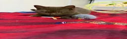 British Shorthair cats for sale: Rare Cinnamon Color British Shorthair Kittens - Advert 28
