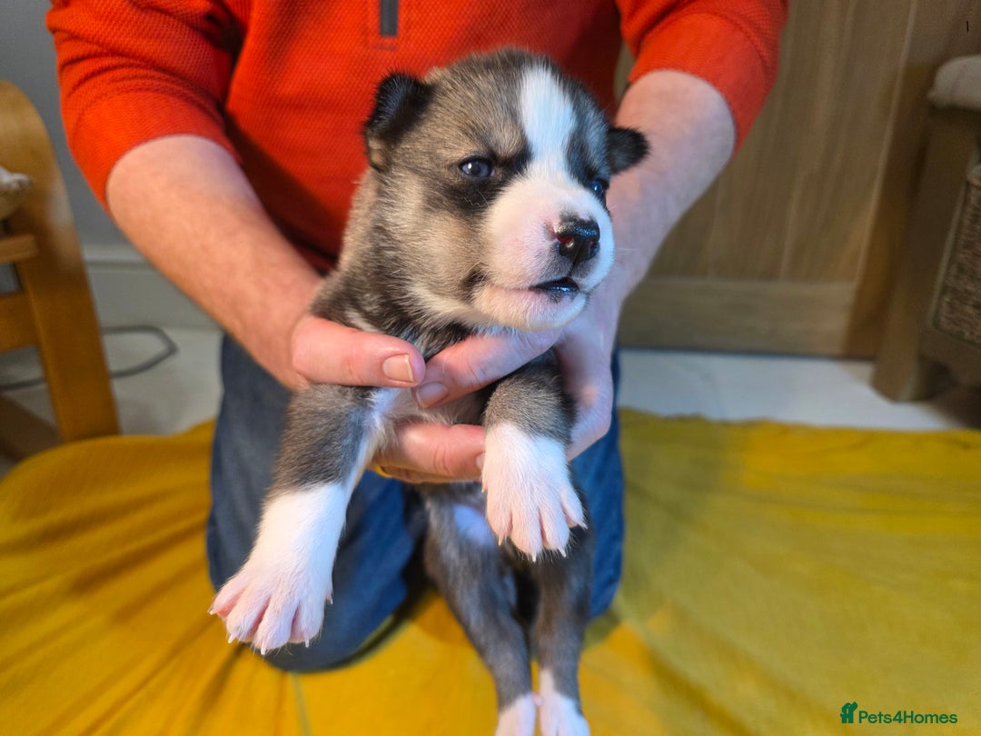 Siberian Husky dogs for sale: Siberian husky pups  - Advert 22