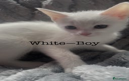 Mixed Breed cats for sale: Kittens  - Image 2