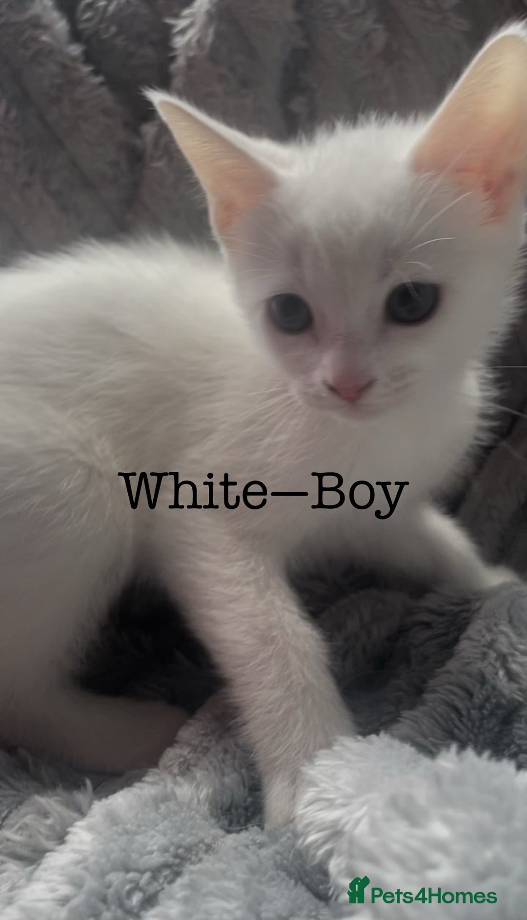Mixed Breed cats for sale: Kittens  - Image 2