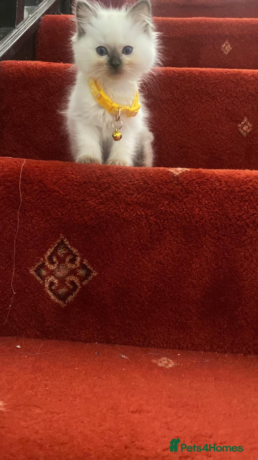 Ragdoll cats 🐾Beautiful Ragdoll Kittens – Championship Lines🐾 - Advert 2