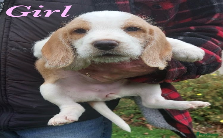 Beagle dogs - Advert 2
