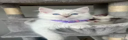 Ragdoll cats for sale: Registered Ragdoll kittens for sale - Advert 6