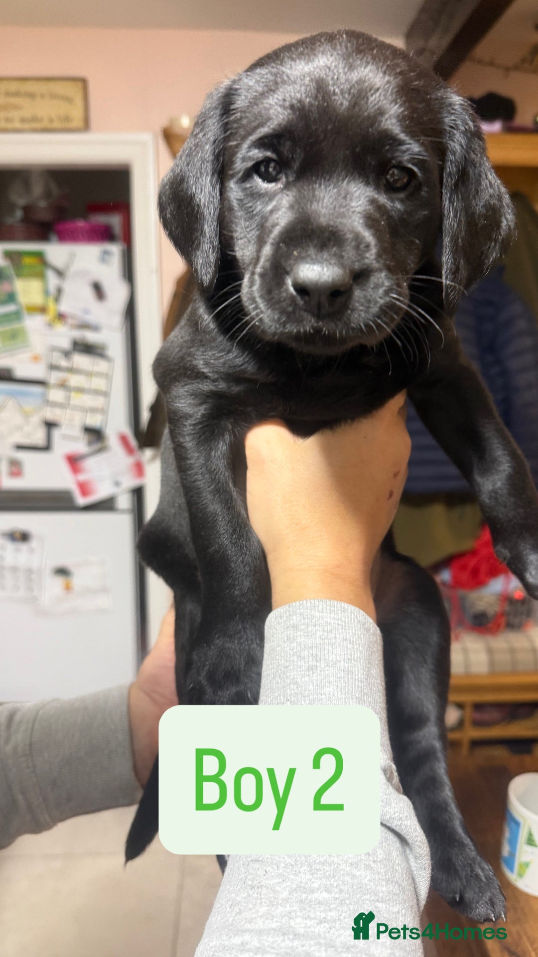 Labrador Retriever dogs for sale: Labeador pups - Advert 3