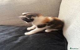 Mixed Breed cats for sale: Mother and kittens for sale  - Image 6