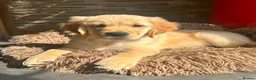 Golden Retriever dogs for stud: Bailey Golden Retriever available for Stud  - Advert 5