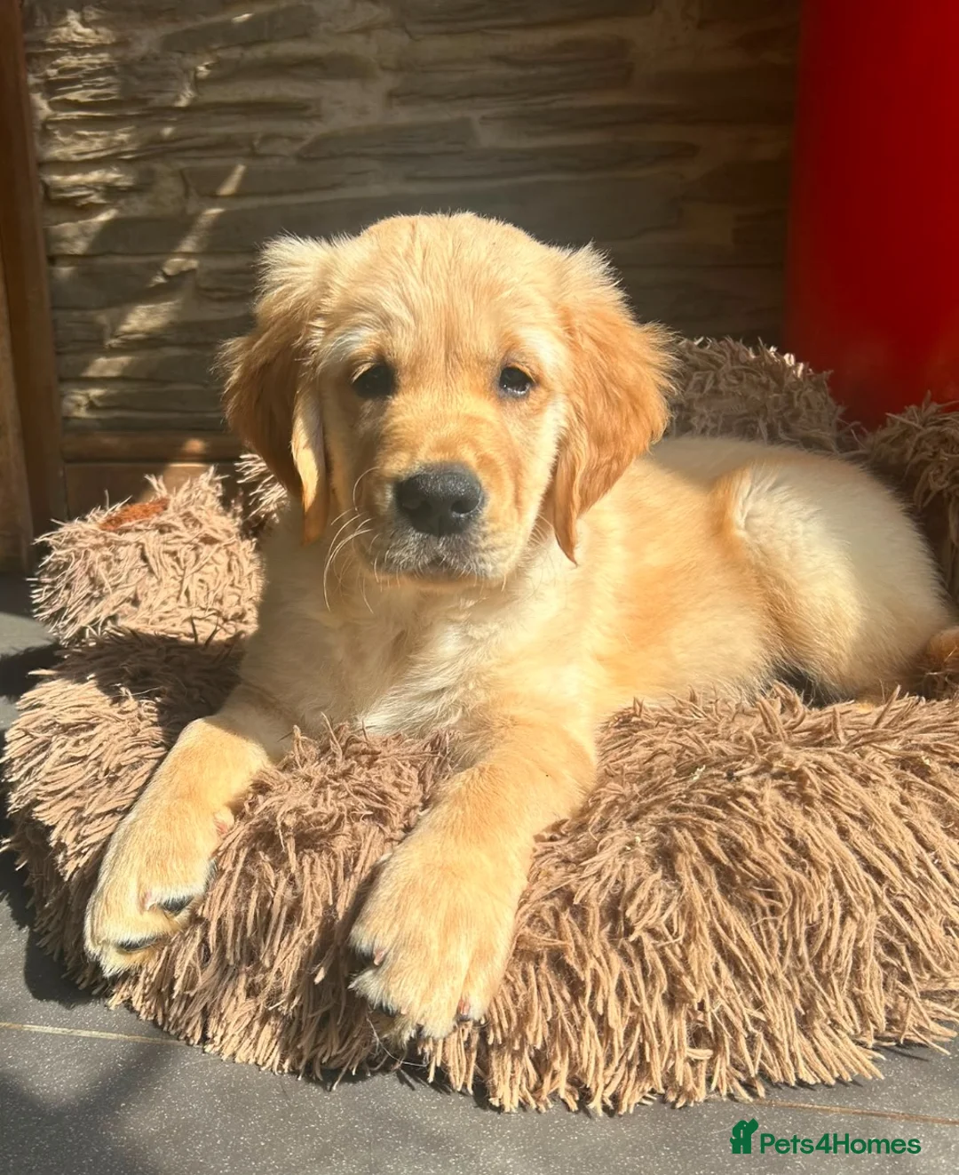 Golden Retriever dogs for stud: Bailey Golden Retriever available for Stud  - Advert 5