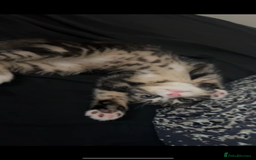 British Shorthair cats for sale: Playful tabby ready for his forever home  - Image 4