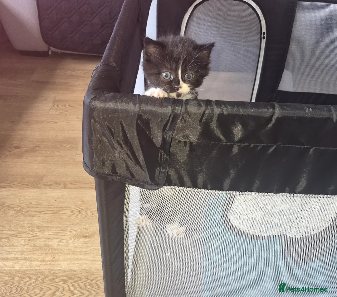 Mixed Breed cats for sale: Mixed breed kittens - Advert 10