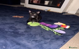 British Shorthair cats for sale: Beautiful boy - Image 1