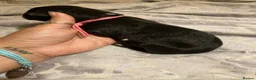 Lurcher dogs for sale: Bedlington Whippet x Greyhound Lurcher Puppies - Advert 3