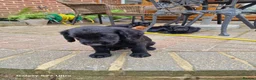 Cocker Spaniel dogs for sale: Working cocker spaniel  in Bournemouth - Advert 5