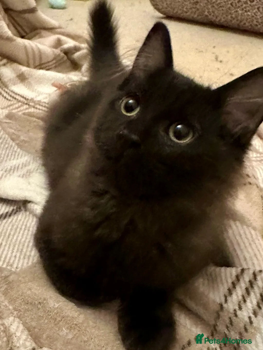 Ragdoll cats for sale: Beautiful ragdoll X boy  - Advert 9